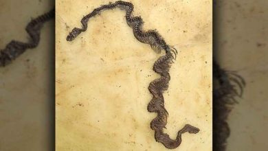کشف قدیمیترین فسیل مار پیتون در اروپا