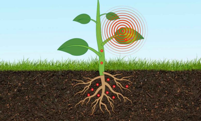 حسگر زیستی تعبیه شده در بافت گیاه می تواند سطح آرسنیک خاک را بسنجد فلزات سنگین